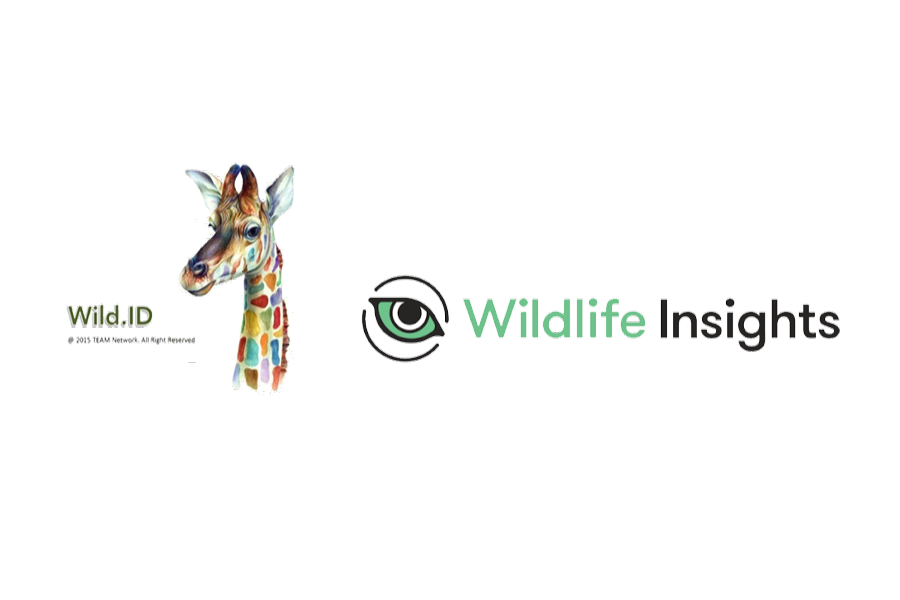 Trampas cámara como herramienta para estudiar mamíferos silvestres