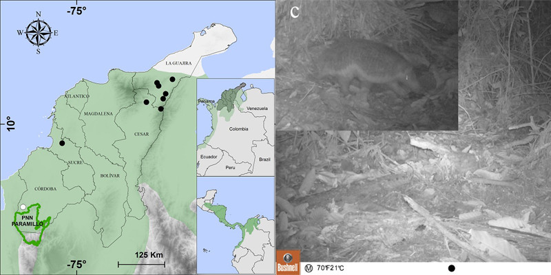 Armadillo Coletrapo en Cárdoba - Primer registro con cámaras trampas